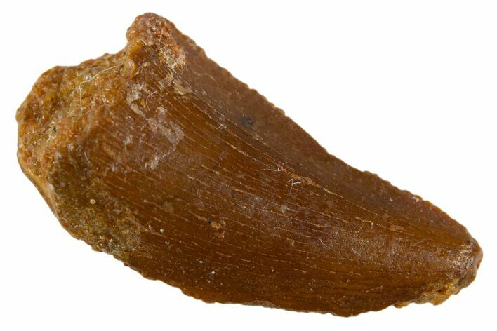 Serrated Raptor Tooth - Real Dinosaur Tooth #305517